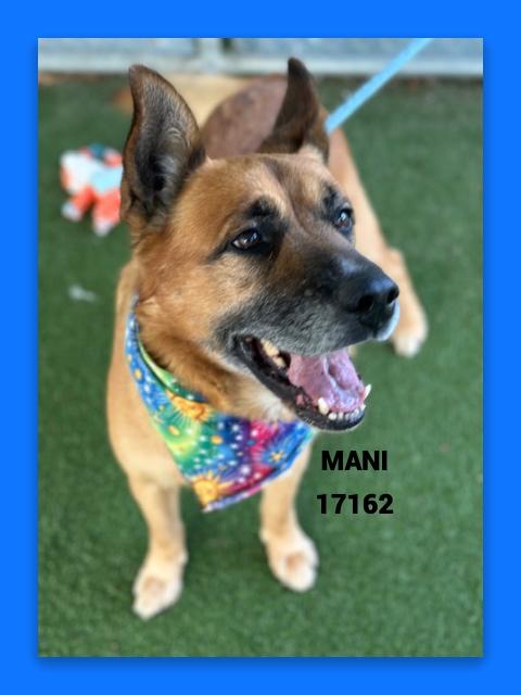 Enlarge MANI, a ADOPTABLE mixed breed in Marietta, GA image 3/6