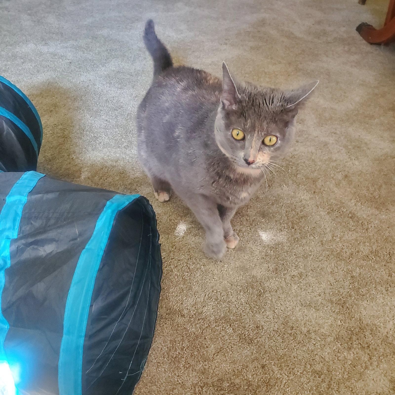 ANGEL (FRONT PAW DECLAW), Adoptable, Adult Female Domestic Short Hair.