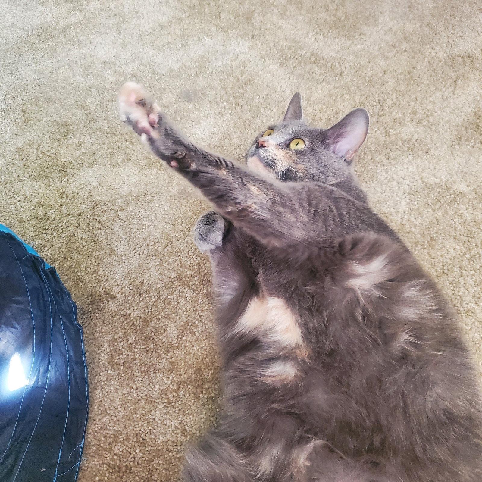 ANGEL (FRONT PAW DECLAW), a Adoptable Domestic Short Hair in Northfield, OH image 2/3