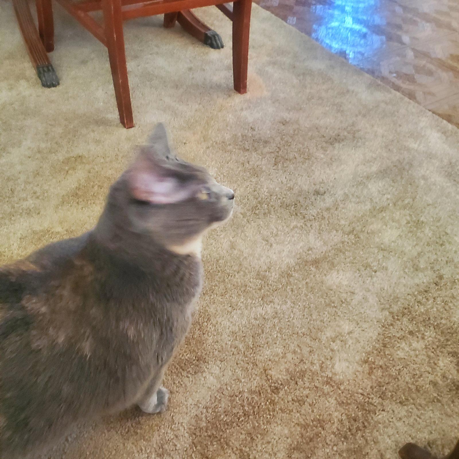 ANGEL (FRONT PAW DECLAW), a Adoptable Domestic Short Hair in Northfield, OH image 3/3