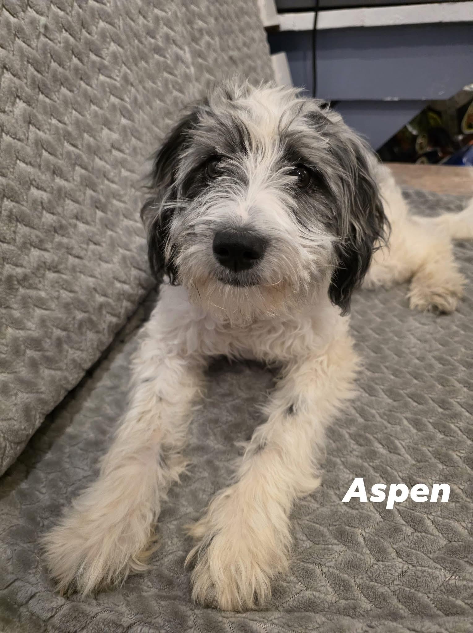 Aspen
