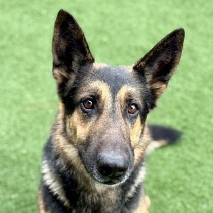 Enlarge Hasbro , an adoptable mixed breed in Sacramento, CA image 1/3