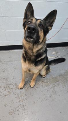 Enlarge Hasbro , an adoptable mixed breed in Sacramento, CA image 3/3