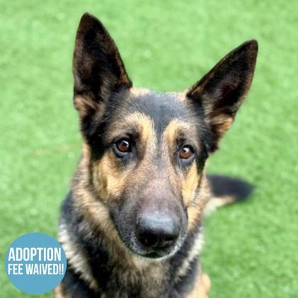 Enlarge Hasbro , an adoptable mixed breed in Sacramento, CA image 1/4