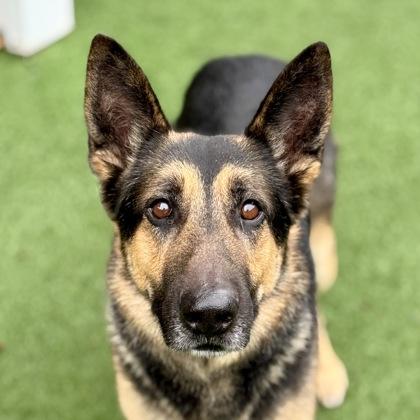 Enlarge Hasbro , an adoptable mixed breed in Sacramento, CA image 2/3