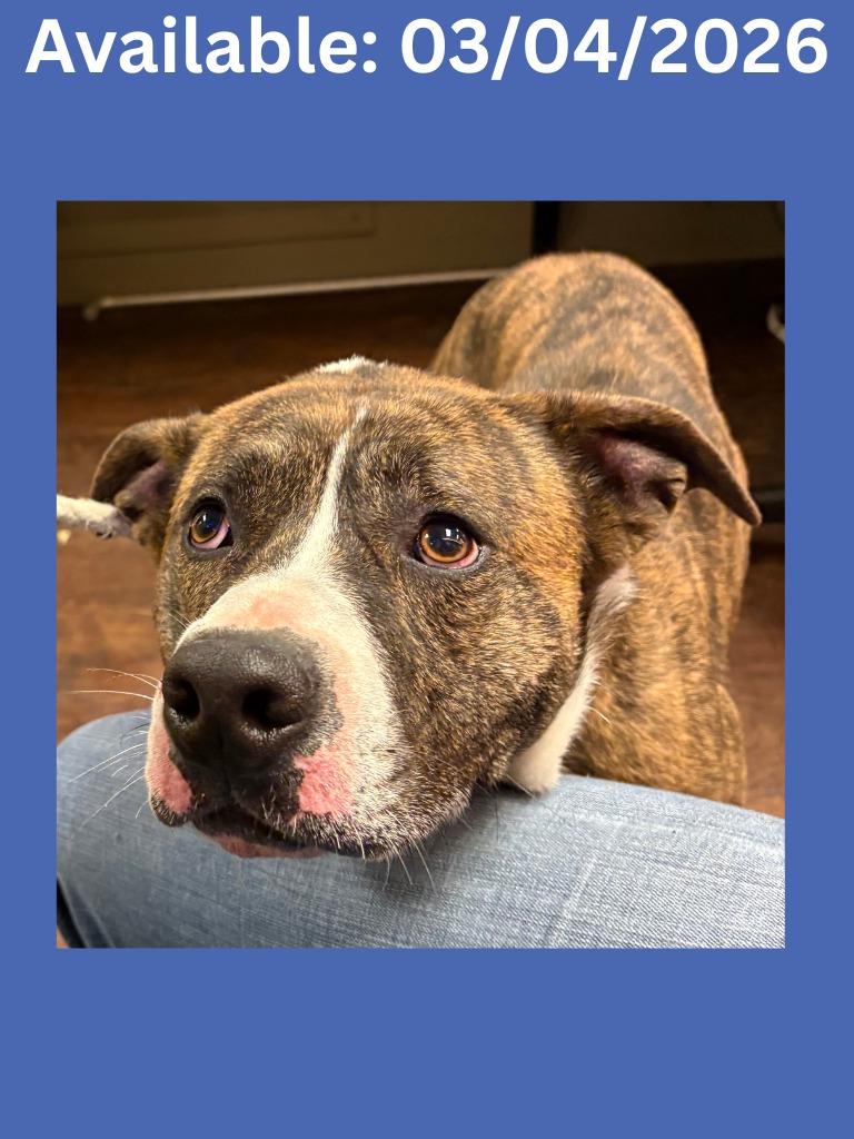 Dog Kennel #1 Tiger, Adoptable, Young Male Pit Bull Terrier & Mixed Breed.