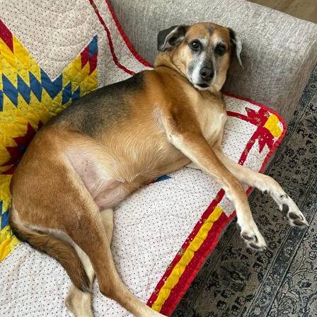 Enlarge Lana, a Adoptable Hound in Palm Harbor, FL image 3/6