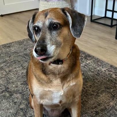 Enlarge Lana, a Adoptable Hound in Palm Harbor, FL image 2/6