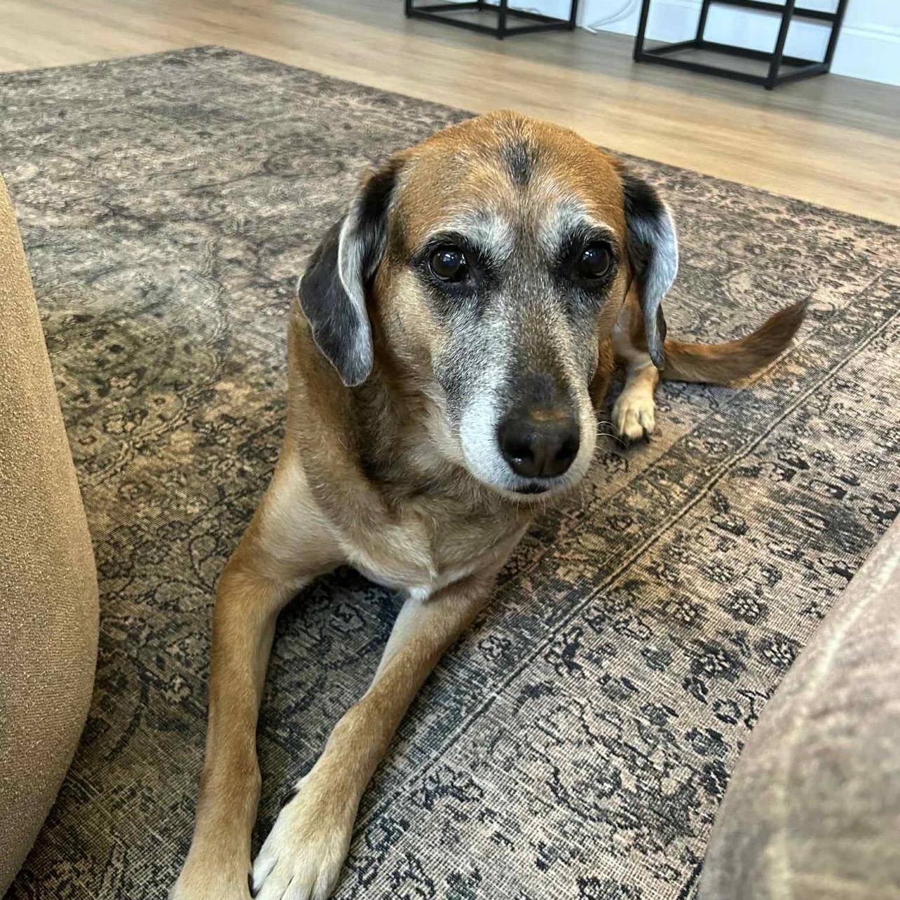 Enlarge Lana, a Adoptable Hound in Palm Harbor, FL image 4/6