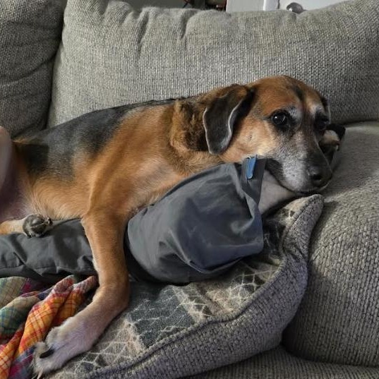 Enlarge Lana, a Adoptable Hound in Palm Harbor, FL image 5/6