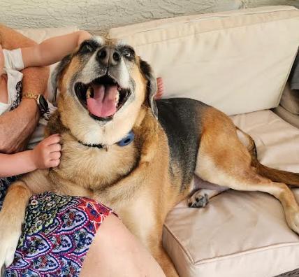 Enlarge Lana, a Adoptable Hound in Palm Harbor, FL image 1/6