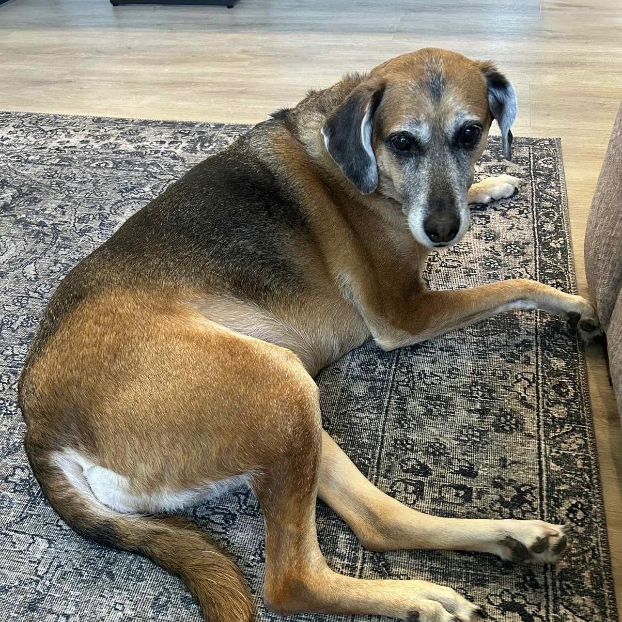 Enlarge Lana, a Adoptable Hound in Palm Harbor, FL image 6/6