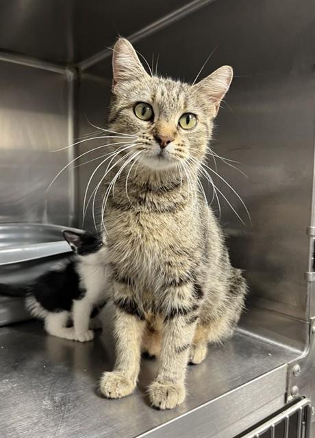 SUSSANNE, Adoptable, Young Female Domestic Short Hair.