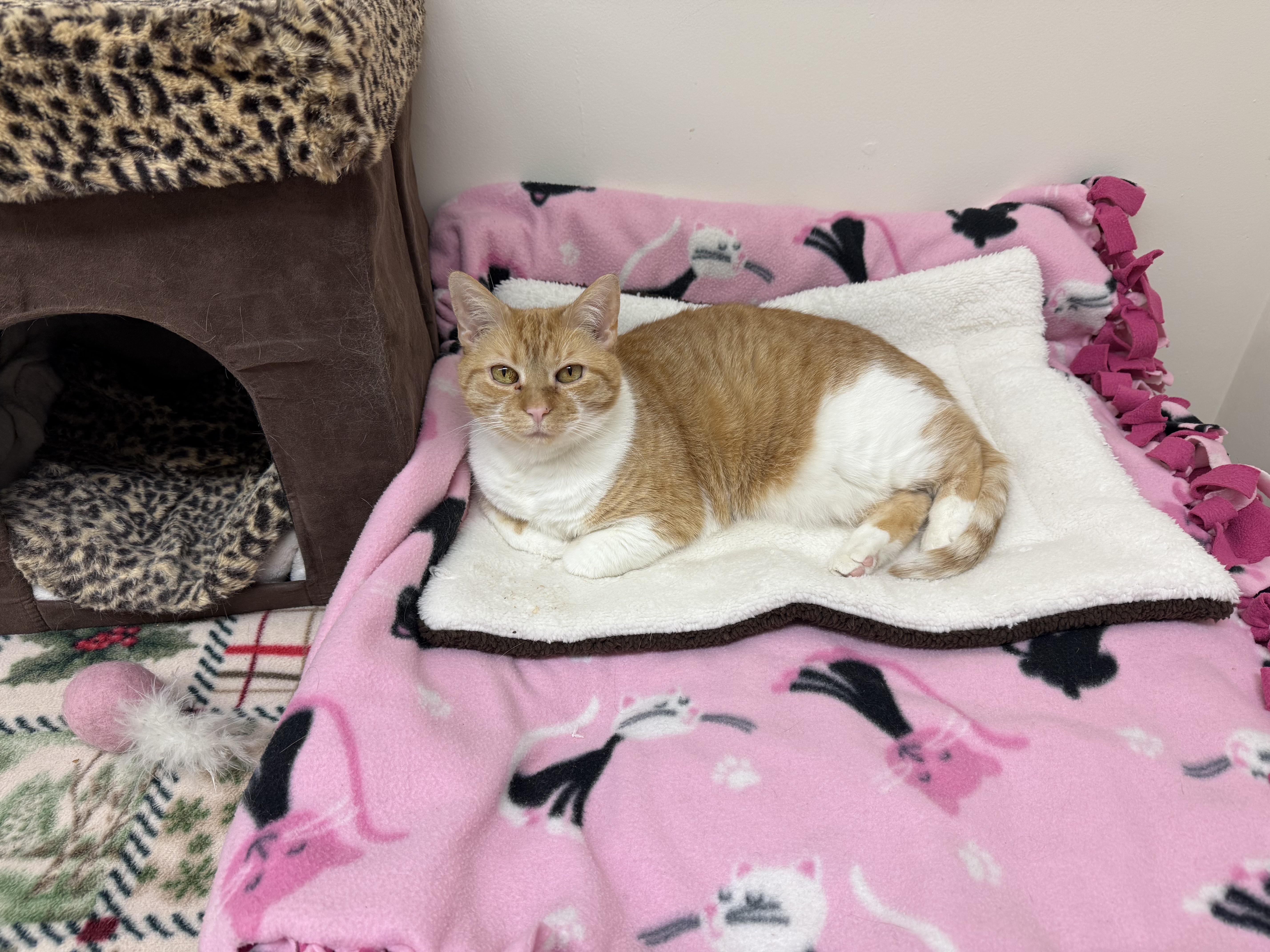 Enlarge Julia, a Adoptable Domestic Short Hair in Norton, MA image 1/1