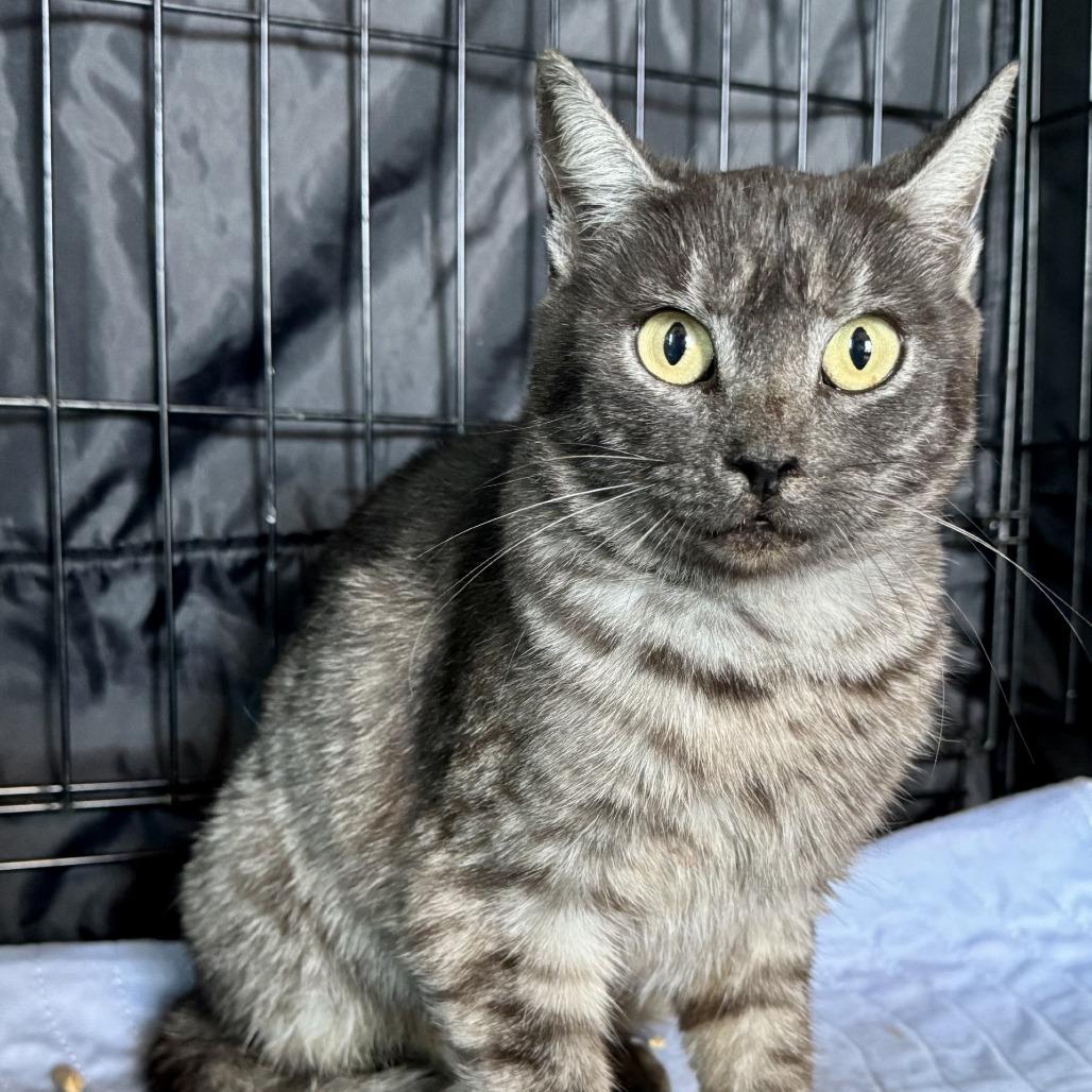 Enlarge Ashanti, a Adoptable Domestic Short Hair in Fredericksburg, TX image 1/1