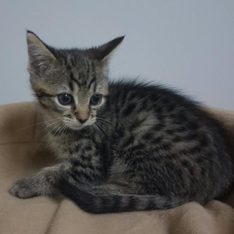 Scarlet, Adoptable, Kitten Female Domestic Short Hair.