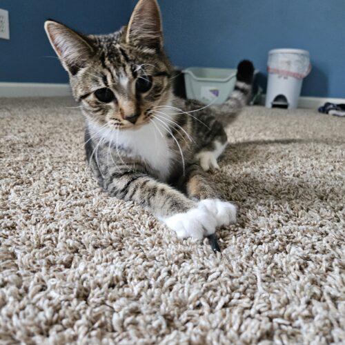 Churro, Adoptable, Adult Female Domestic Short Hair.