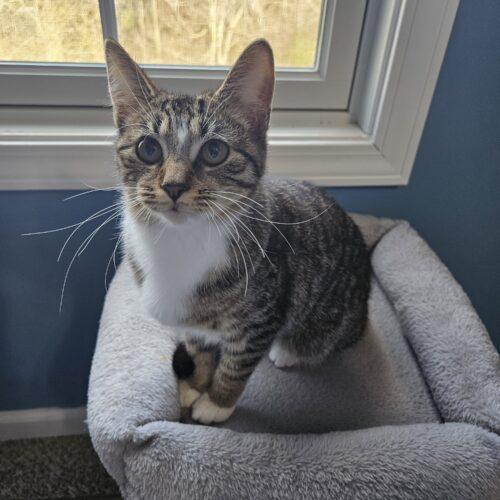 Churro, Adoptable, Young Female Domestic Short Hair.