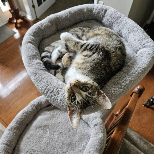Churro, a Adoptable Domestic Short Hair in Fishers, IN image 3/6