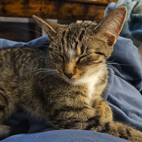 Churro, a Adoptable Domestic Short Hair in Fishers, IN image 4/6