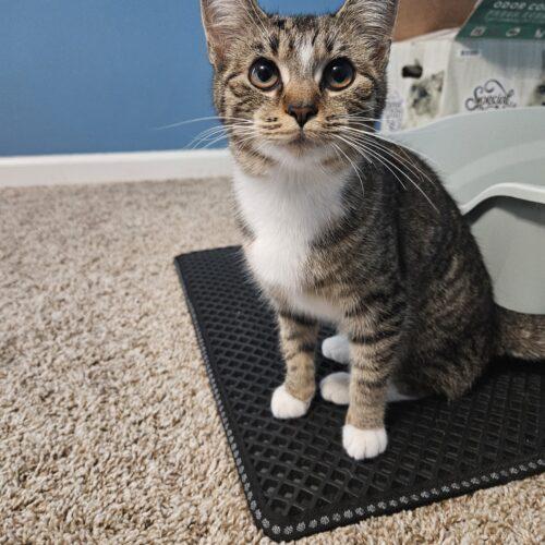 Enlarge Churro, a Adoptable Domestic Short Hair in Fishers, IN image 2/3