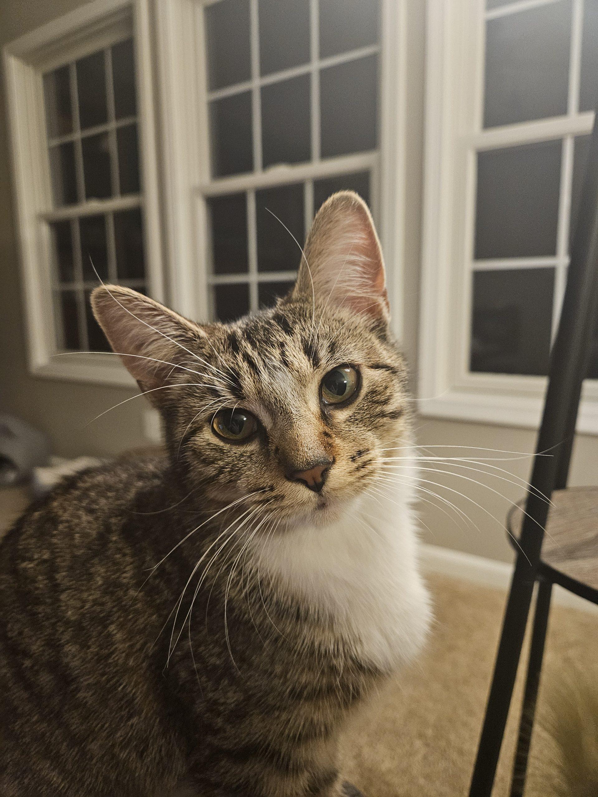 Churro, a Adoptable Domestic Short Hair in Fishers, IN image 6/6
