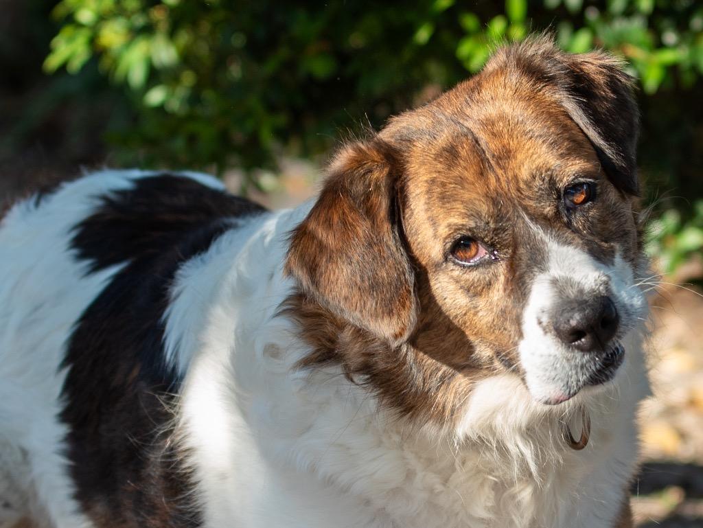 Paisley, Adoptable, Adult Female Mixed Breed.