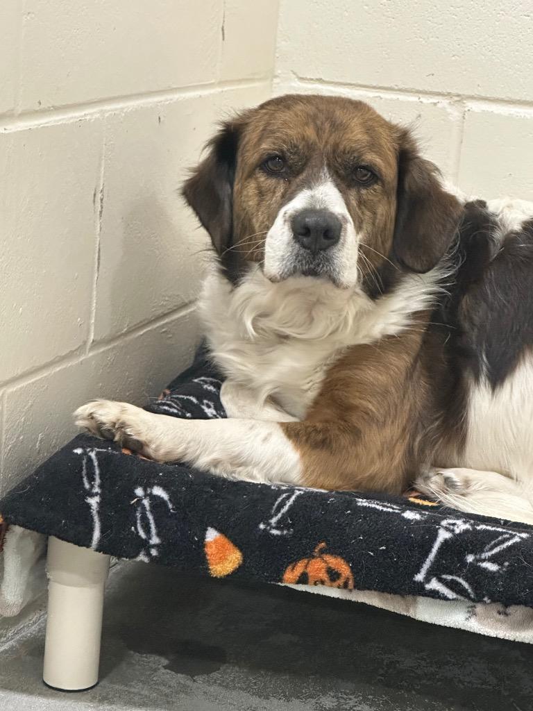 Enlarge Paisley, a Adoptable Mixed Breed in Ocala, FL image 2/5