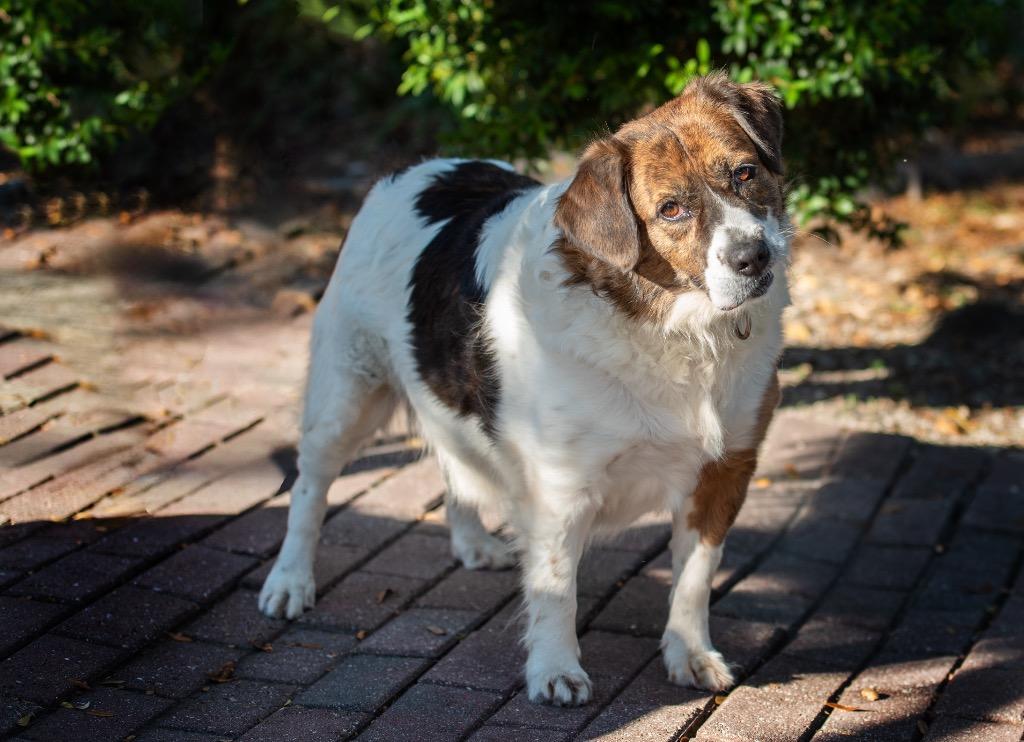 Enlarge Paisley, a Adoptable Mixed Breed in Ocala, FL image 3/5