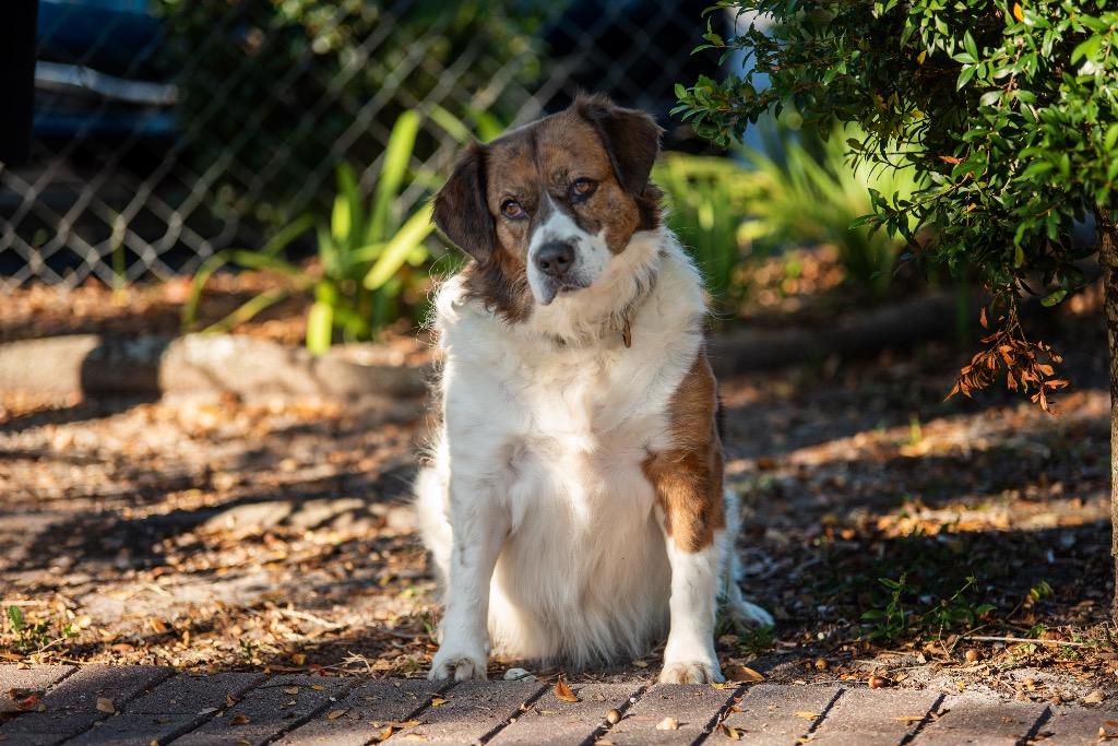Enlarge Paisley, a Adoptable Mixed Breed in Ocala, FL image 4/5