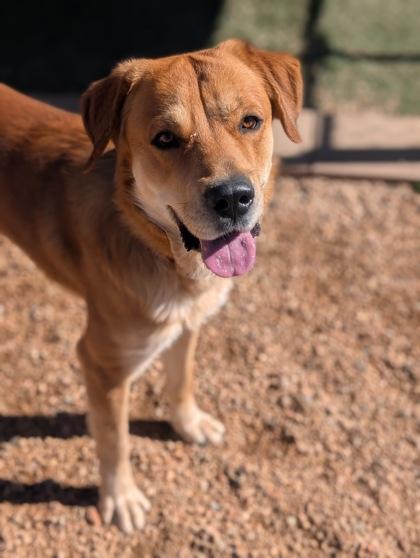 Enlarge Milo, a Adoptable mixed breed in Divide, CO image 1/3