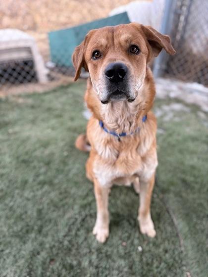 Enlarge Milo, a Adoptable mixed breed in Divide, CO image 2/3