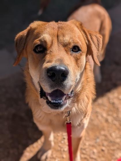 Enlarge Milo, a Adoptable mixed breed in Divide, CO image 3/3