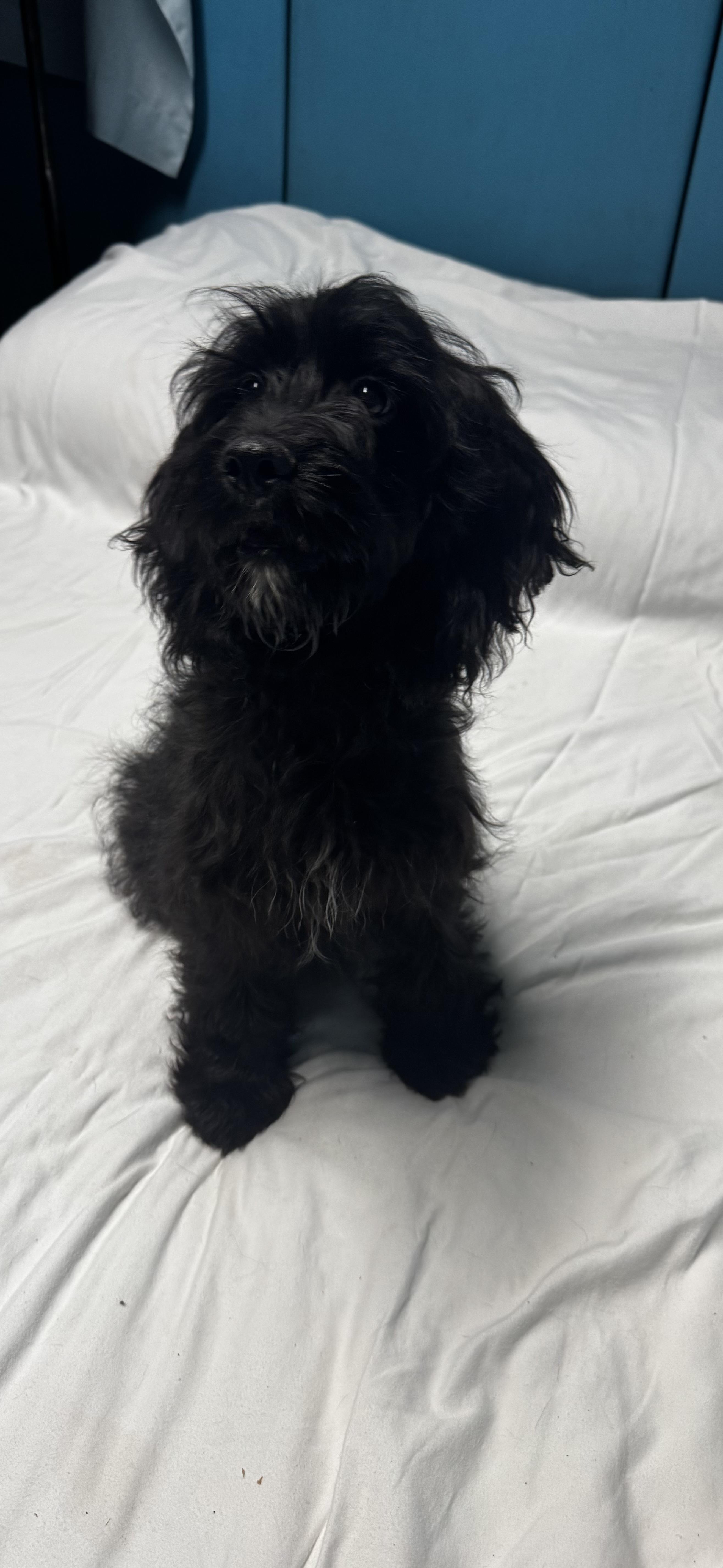 Tyson, an adoptable Cockapoo in O Fallon , MO, 63366 | Photo Image 1