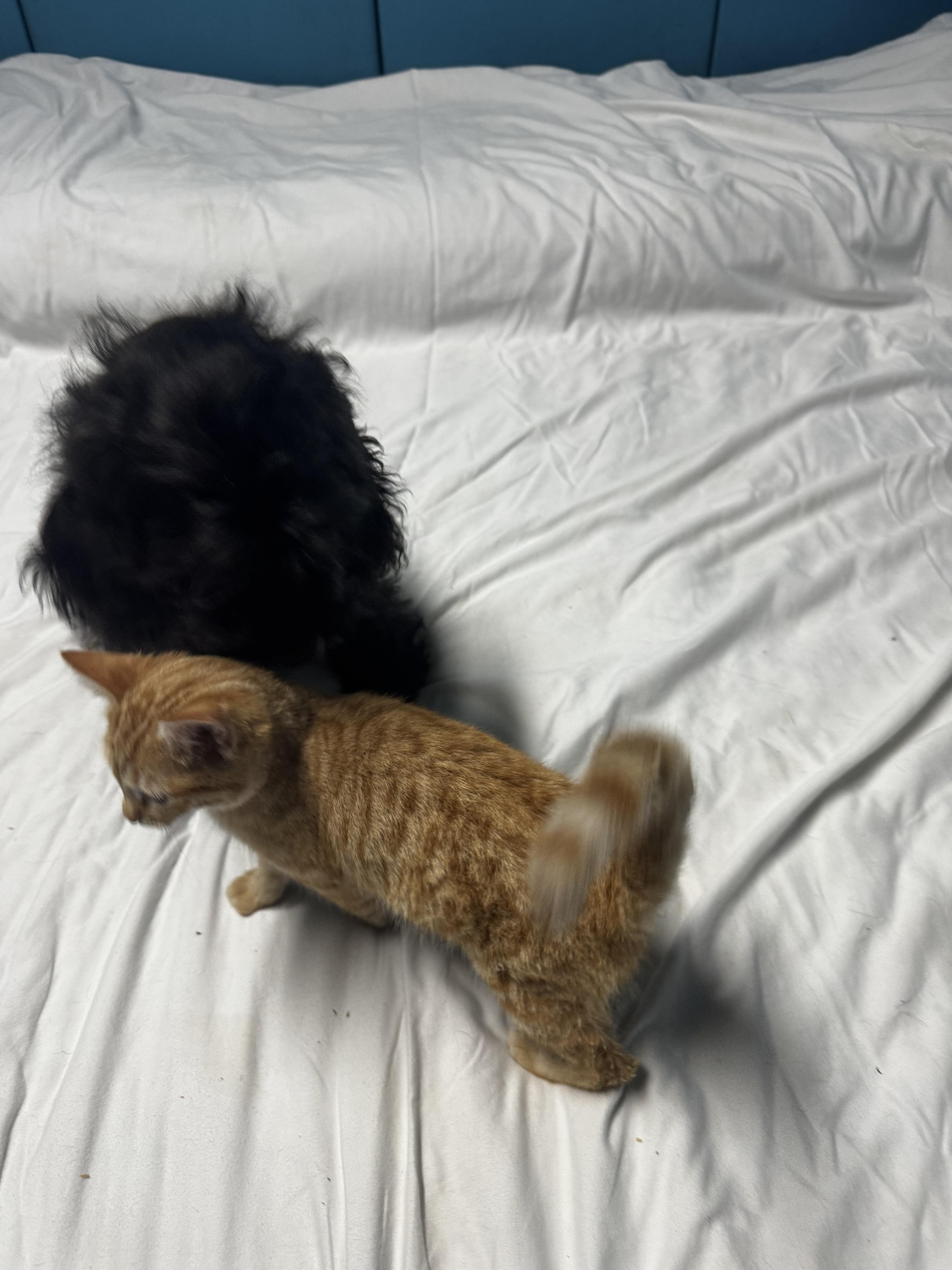 Tyson, an adoptable Cockapoo in O Fallon , MO, 63366 | Photo Image 3