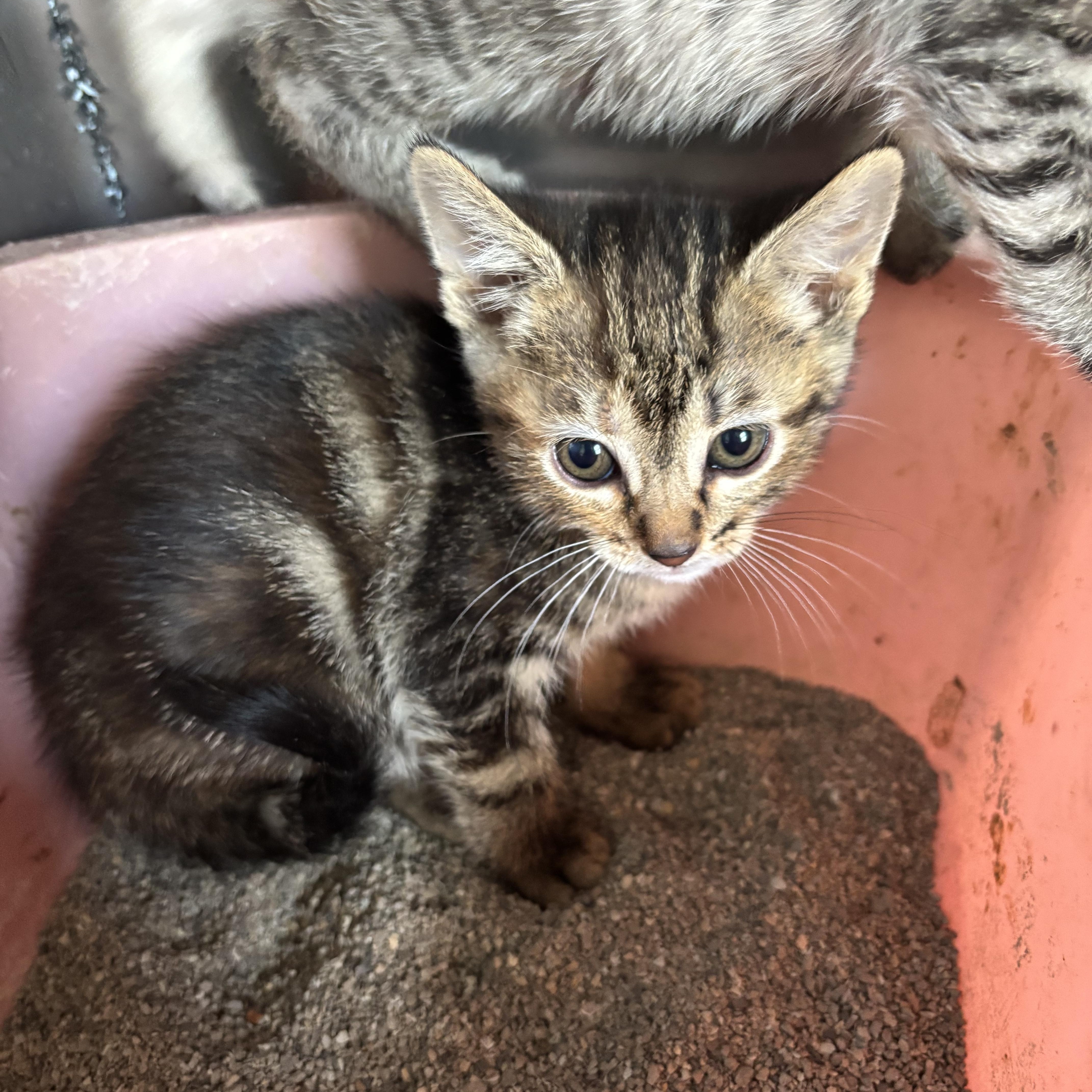 Enlarge May, a ADOPTABLE Domestic Short Hair in Deming, NM image 1/1