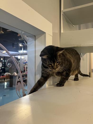 Cordelia — thumbnail 2