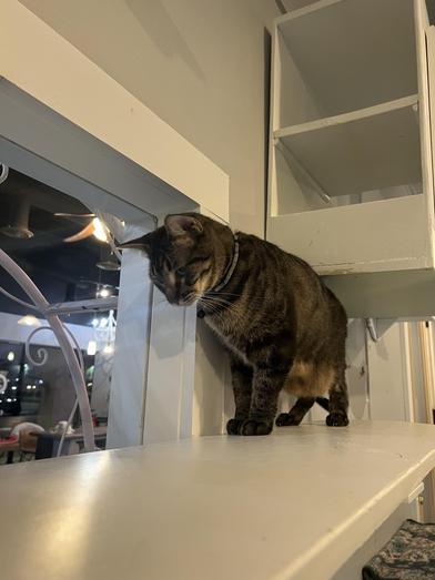 Cordelia — thumbnail 3