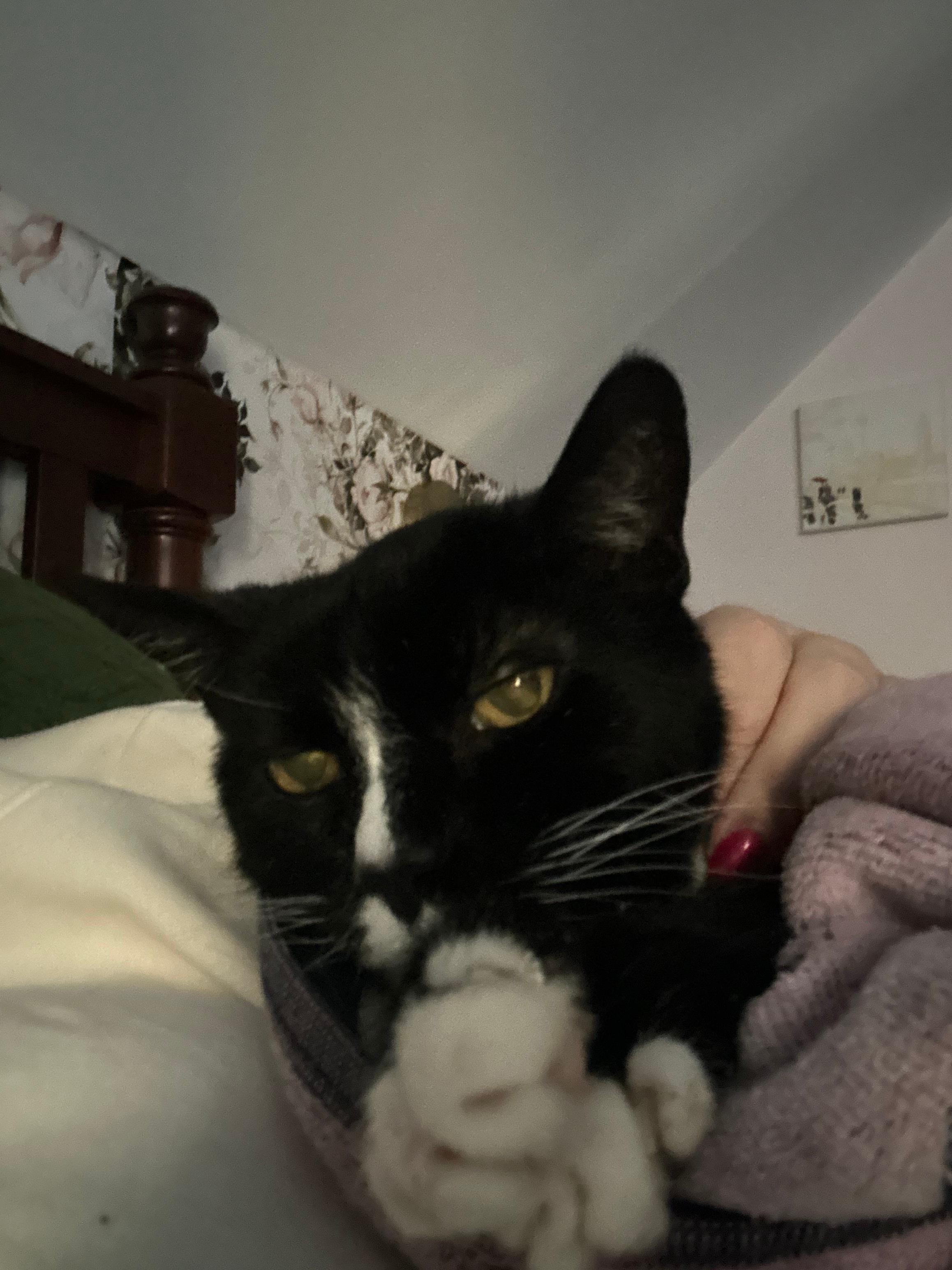 Enlarge Forest, a ADOPTABLE Domestic Short Hair in Melrose, MA image 1/3