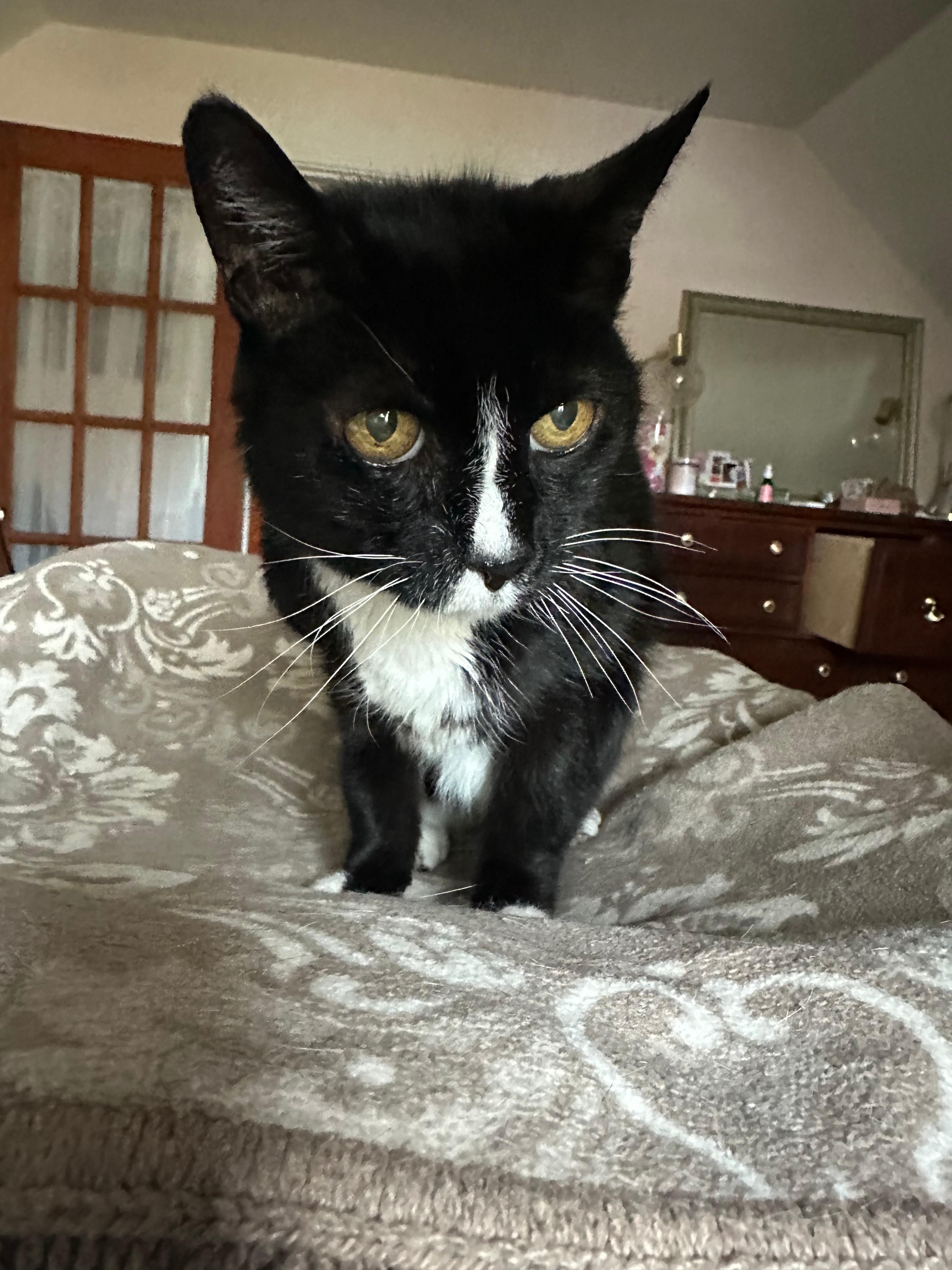 Enlarge Forest, a ADOPTABLE Domestic Short Hair in Melrose, MA image 2/3