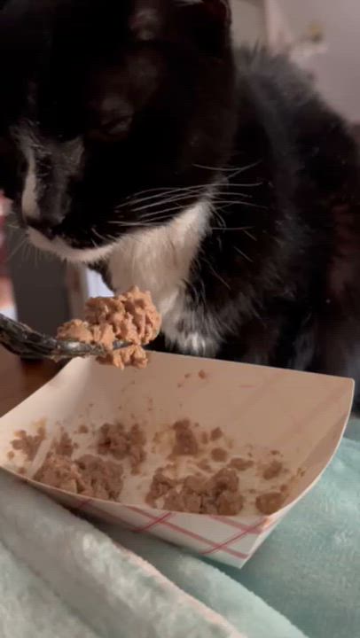 Enlarge Forest, a ADOPTABLE Domestic Short Hair in Melrose, MA video 3/3