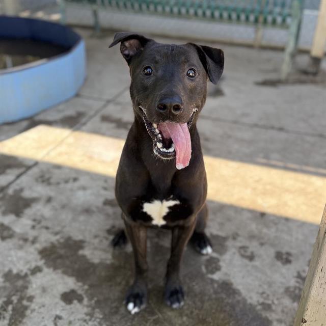BUDDY, Adoptable, Adult Male Pit Bull Terrier.
