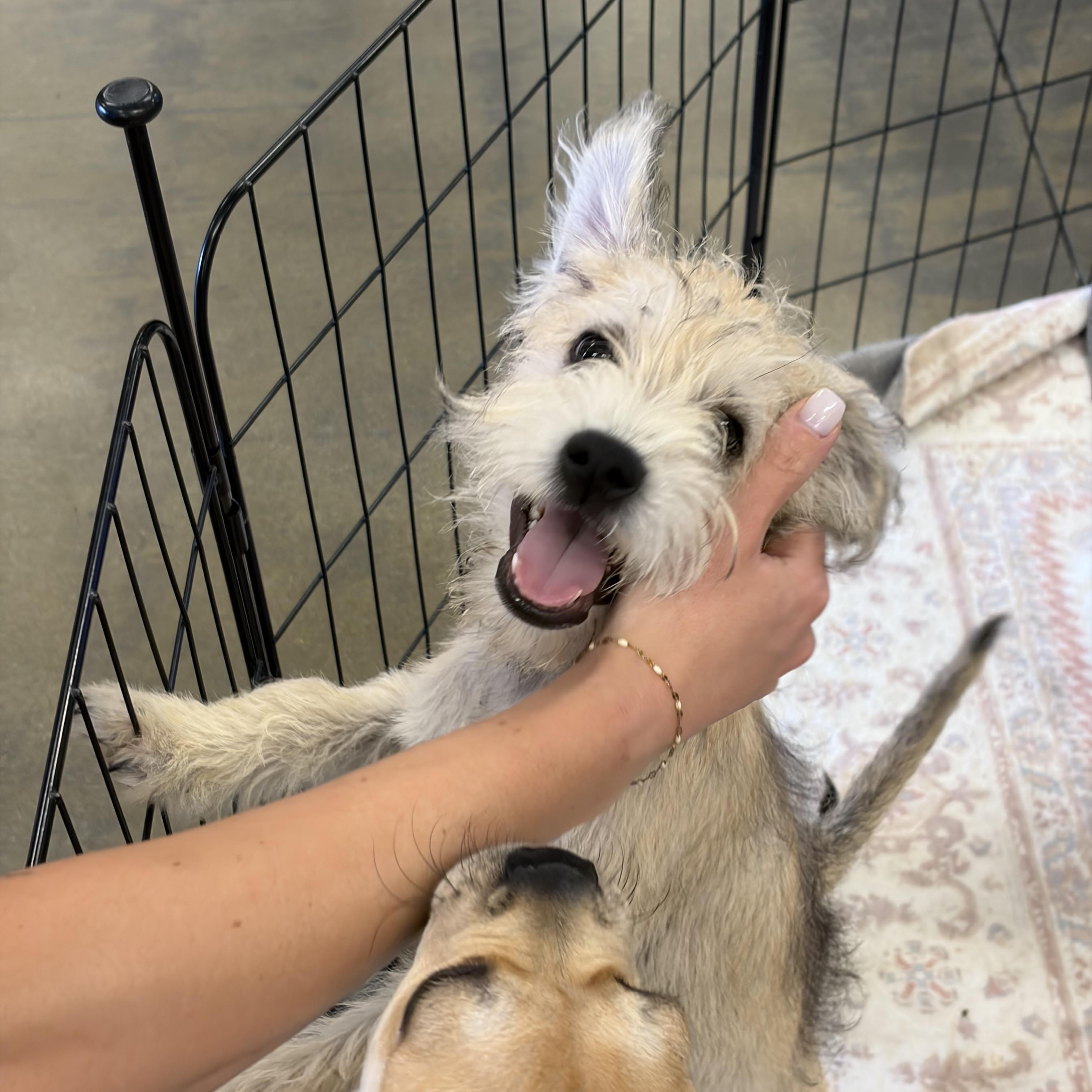 Buster, ADOPTABLE, Puppy Male Terrier.