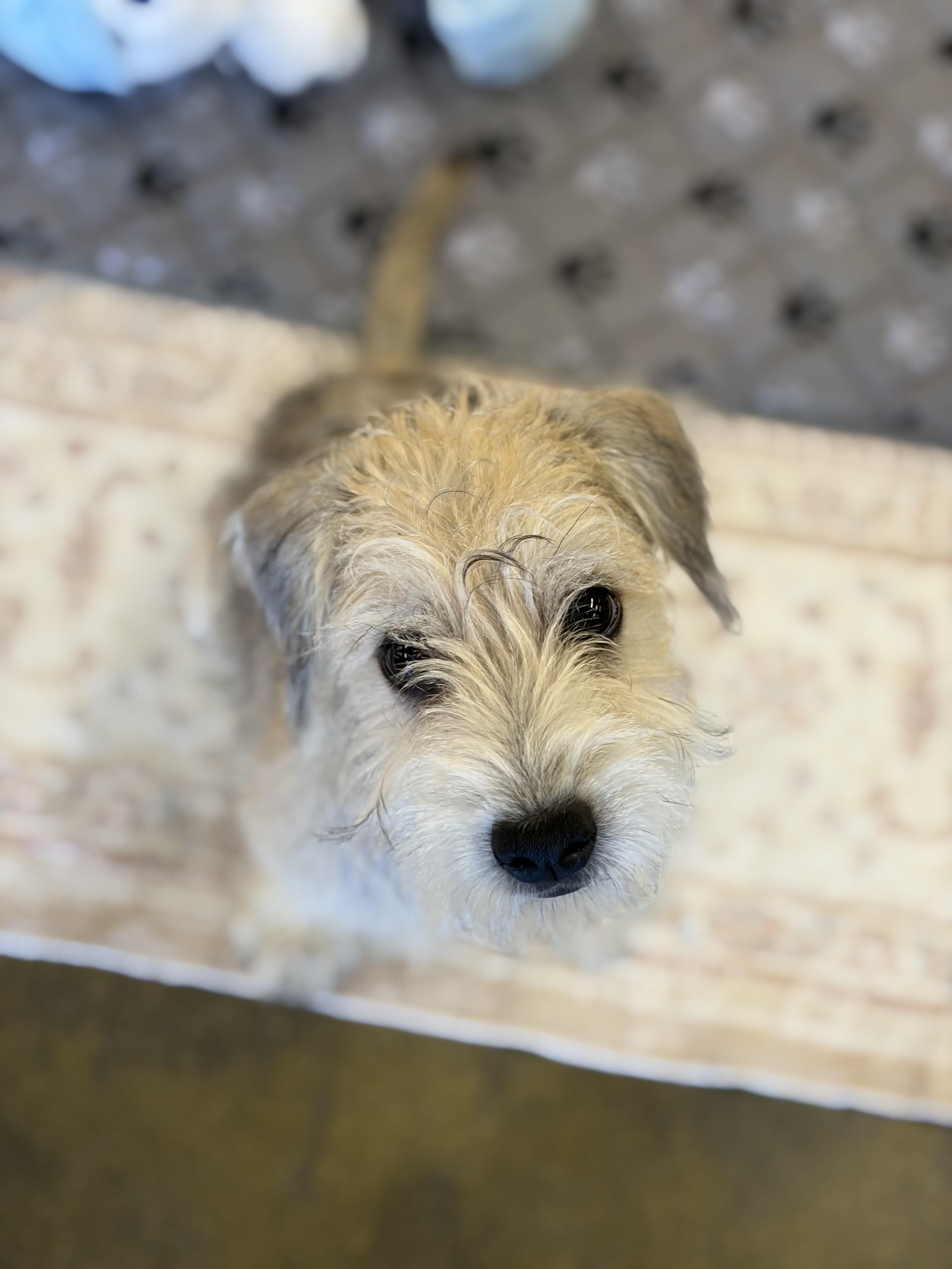 Buster, a ADOPTABLE mixed breed in Corona, CA image 4/5