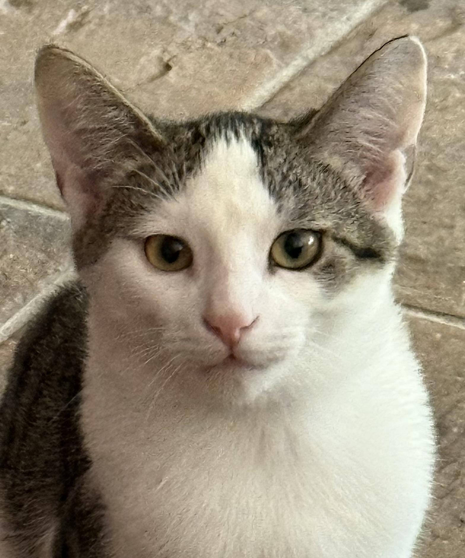Enlarge Stripe, a Adopted Domestic Short Hair in Lemont, IL image 4/4