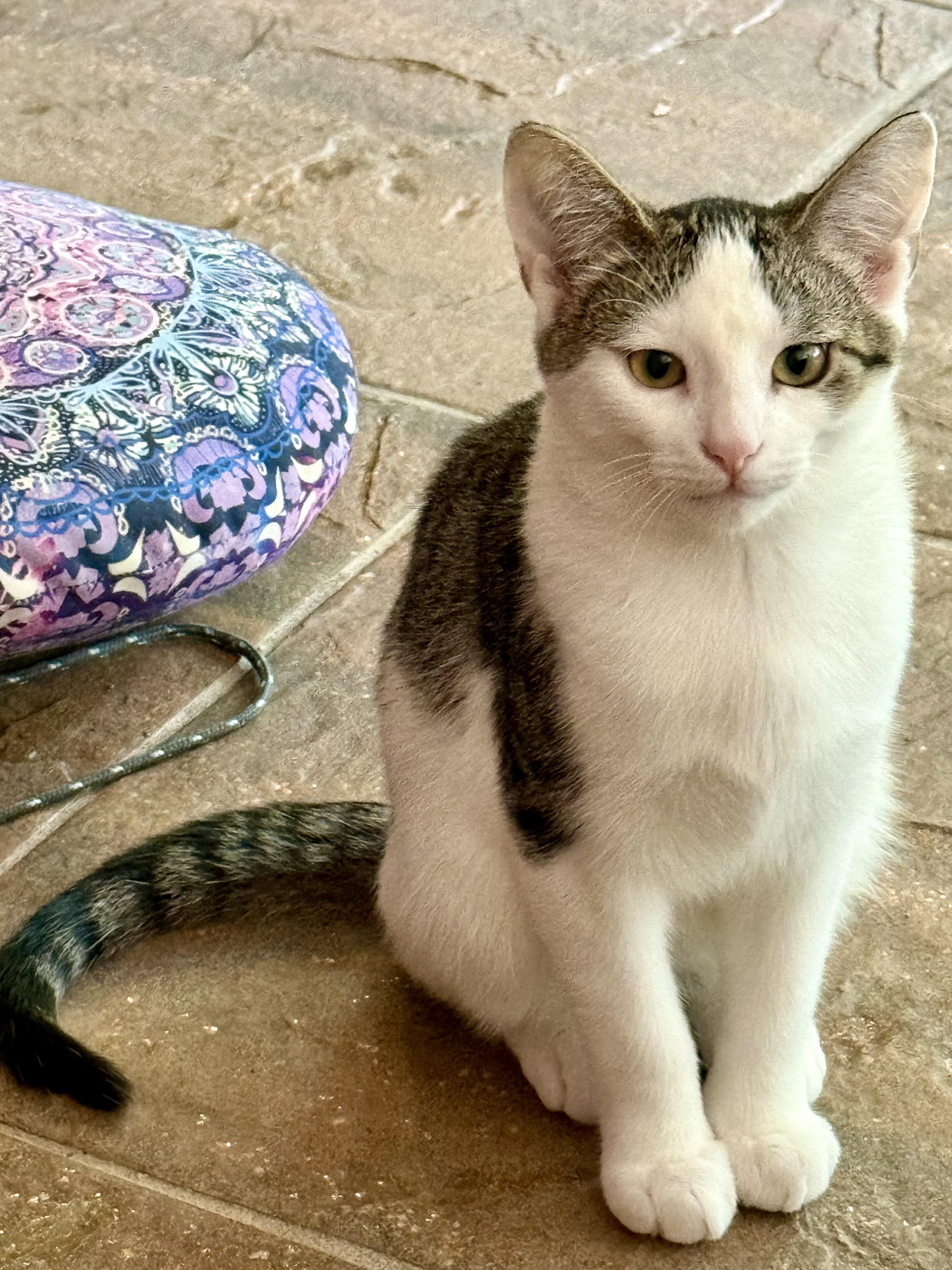 Enlarge Stripe, a Adopted Domestic Short Hair in Lemont, IL image 2/4