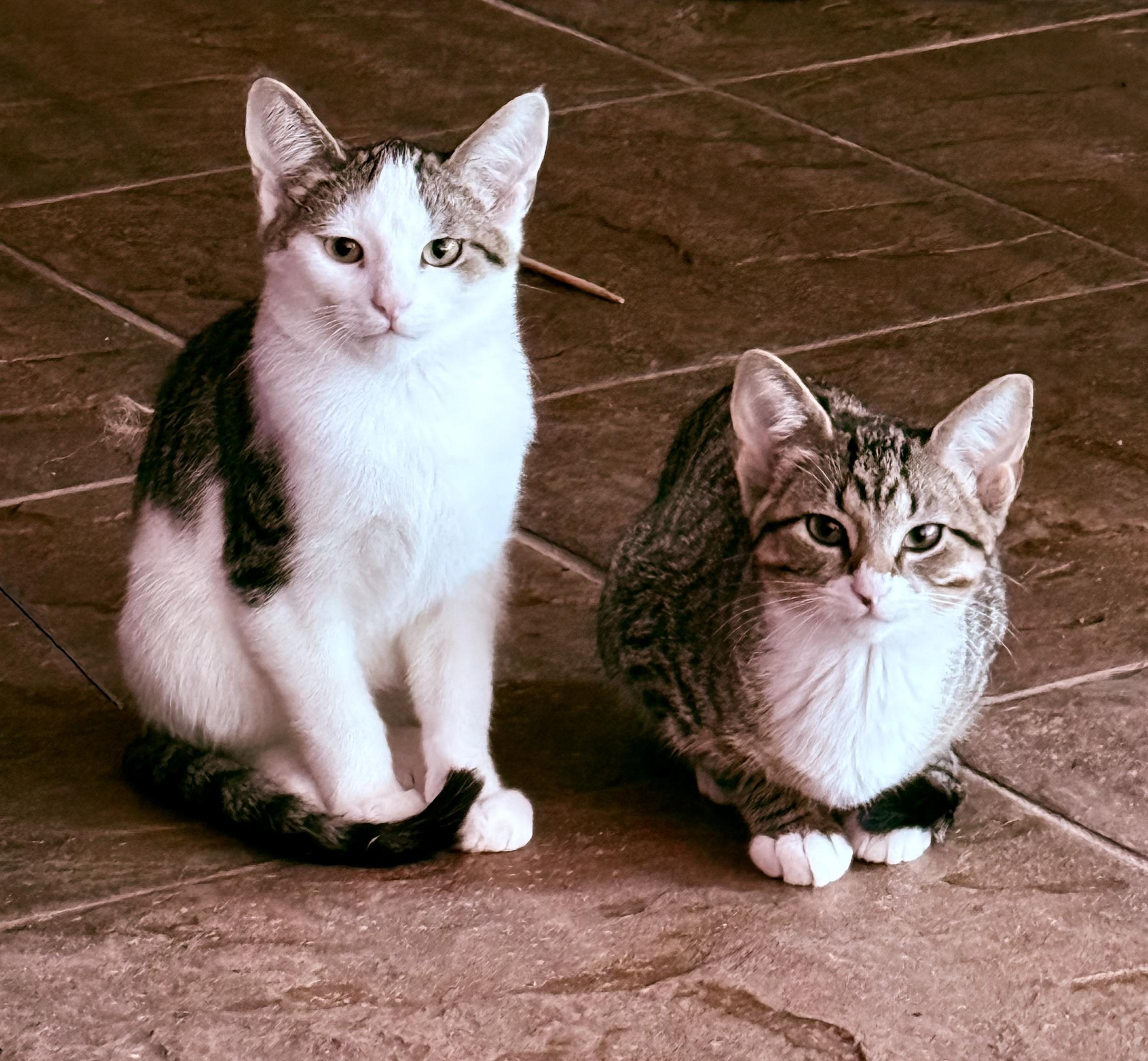 Enlarge Stripe, a Adopted Domestic Short Hair in Lemont, IL image 3/4