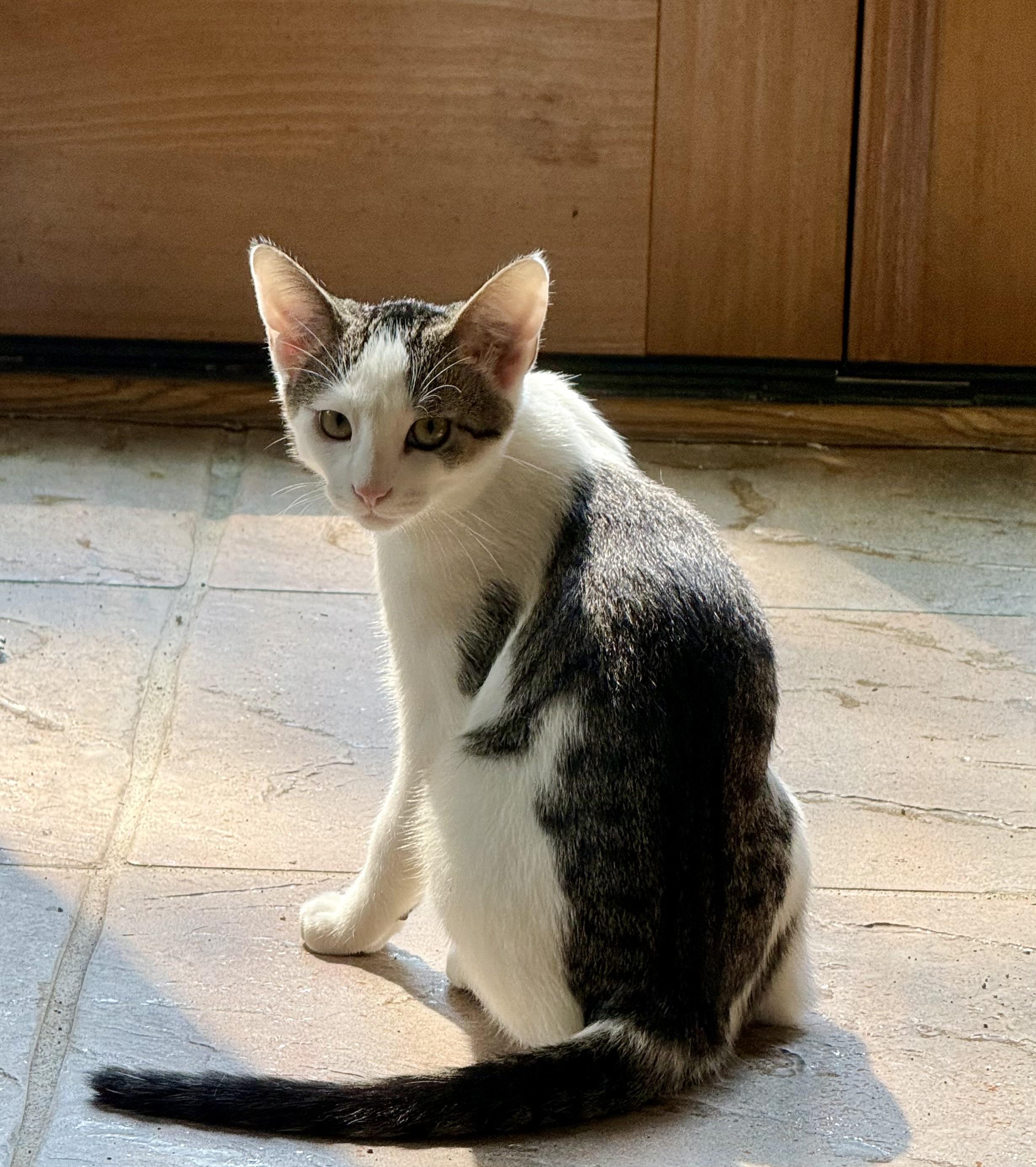 Stripe, Adopted, Young Male Domestic Short Hair.