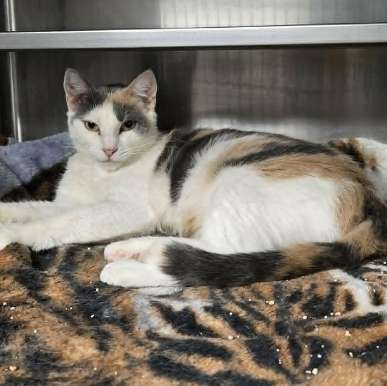 Enlarge Muffins, a ADOPTABLE Domestic Short Hair in Watertown, WI image 2/2