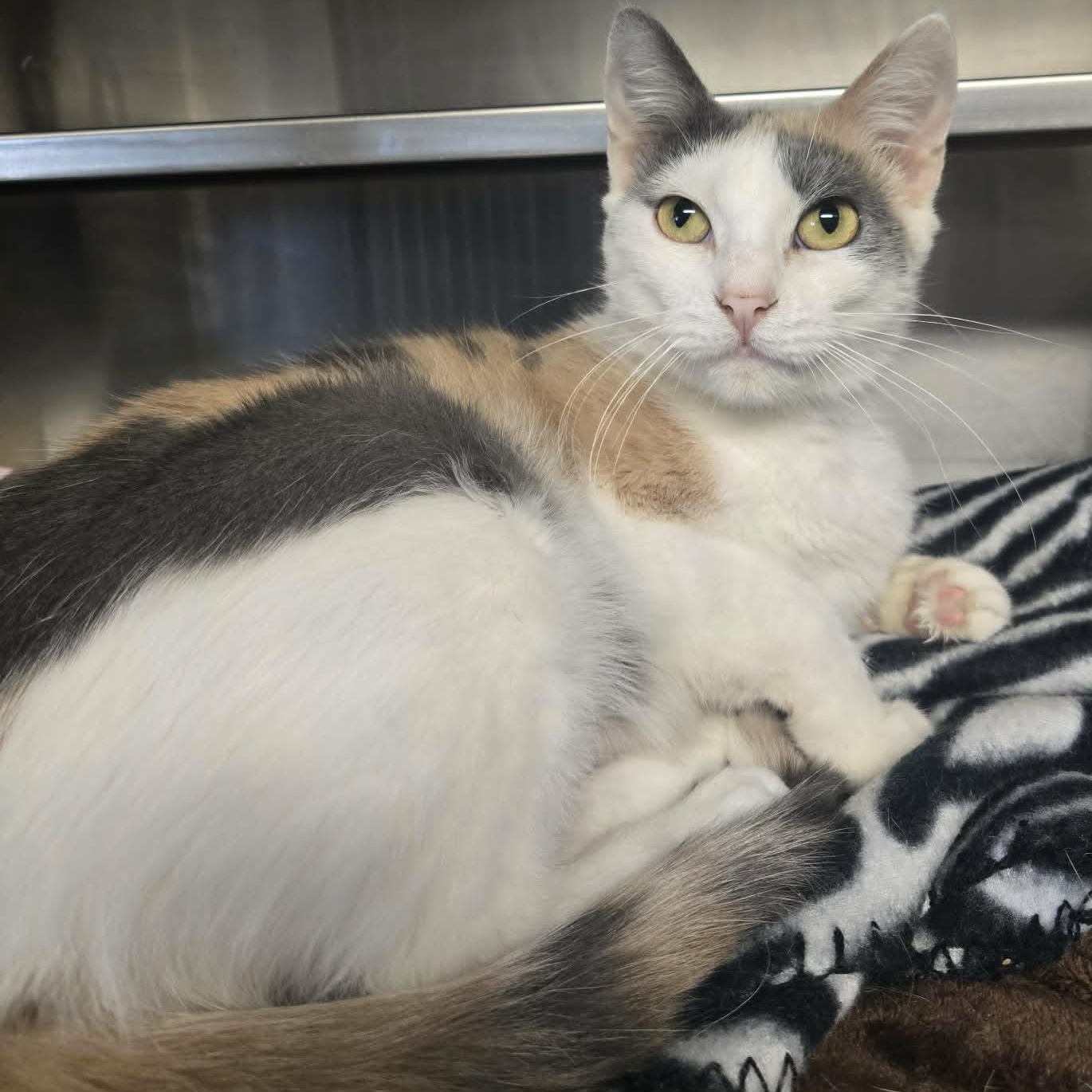 Enlarge Muffins, a ADOPTABLE Domestic Short Hair in Watertown, WI image 1/2